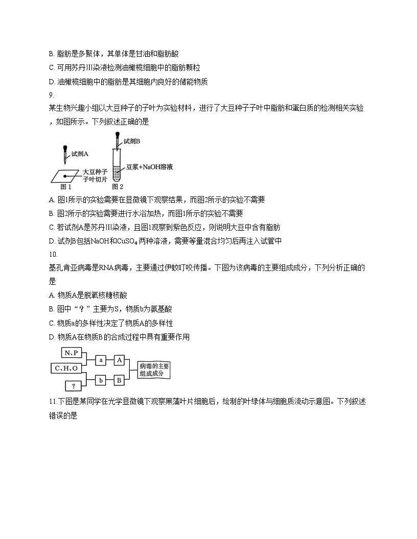 河南省部分名校2025_2026学年高一上学期期中考试生物学试卷（文字版，含答案）第3页