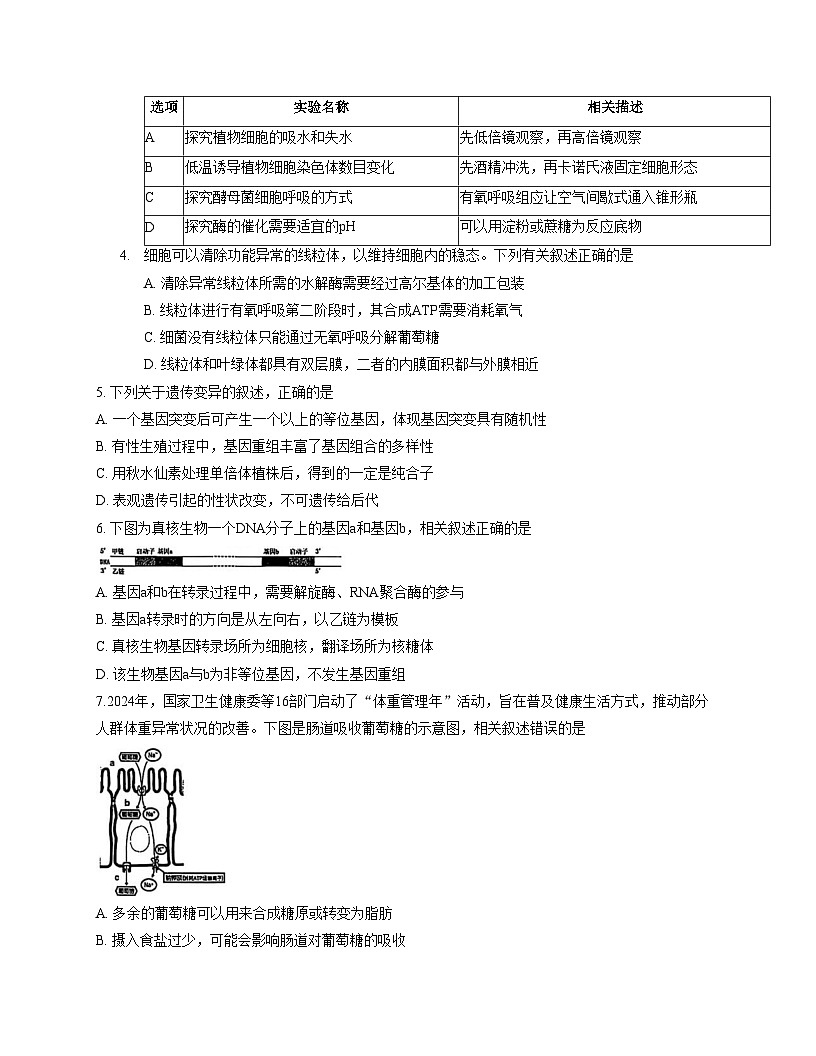2026届内蒙古自治区赤峰市高三一模生物试题（文字版，含答案）第2页