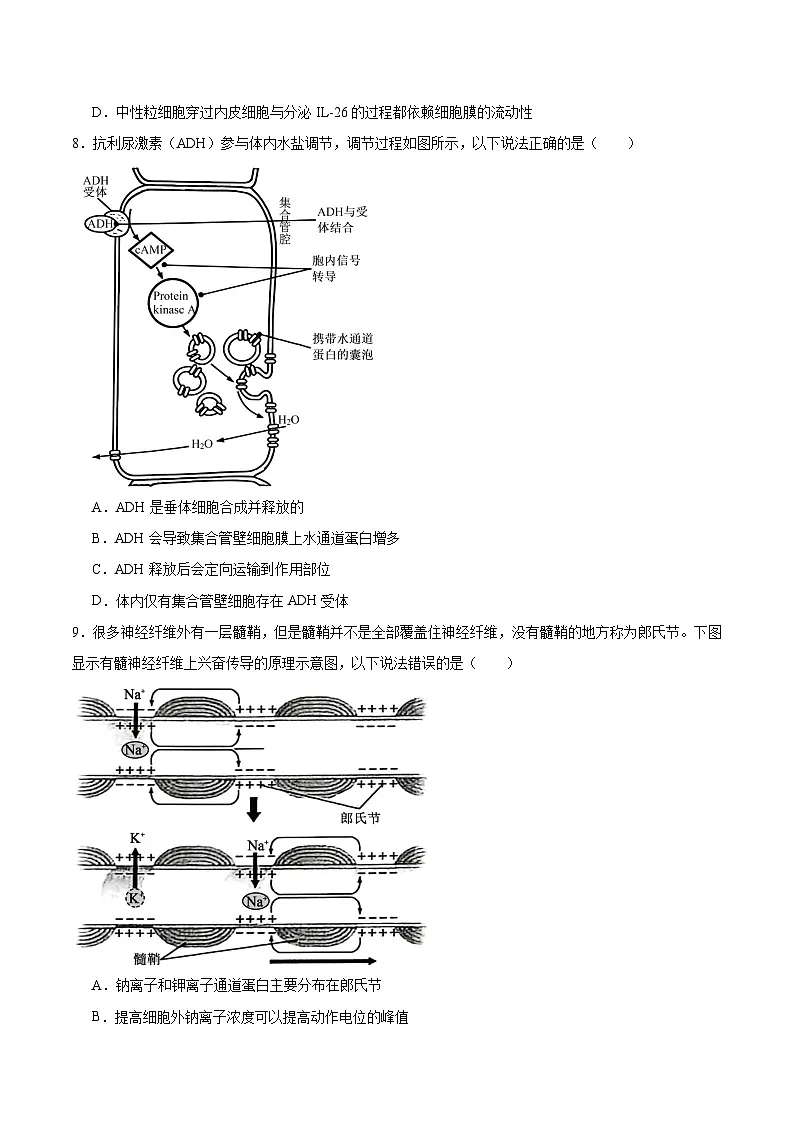山东省枣庄市2026届高三上学期质量检测（一调）生物试卷（Word版附答案）第3页