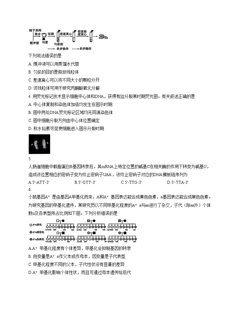 2026届广西壮族自治区高三模拟预测生物试题（文字版，含答案）第2页