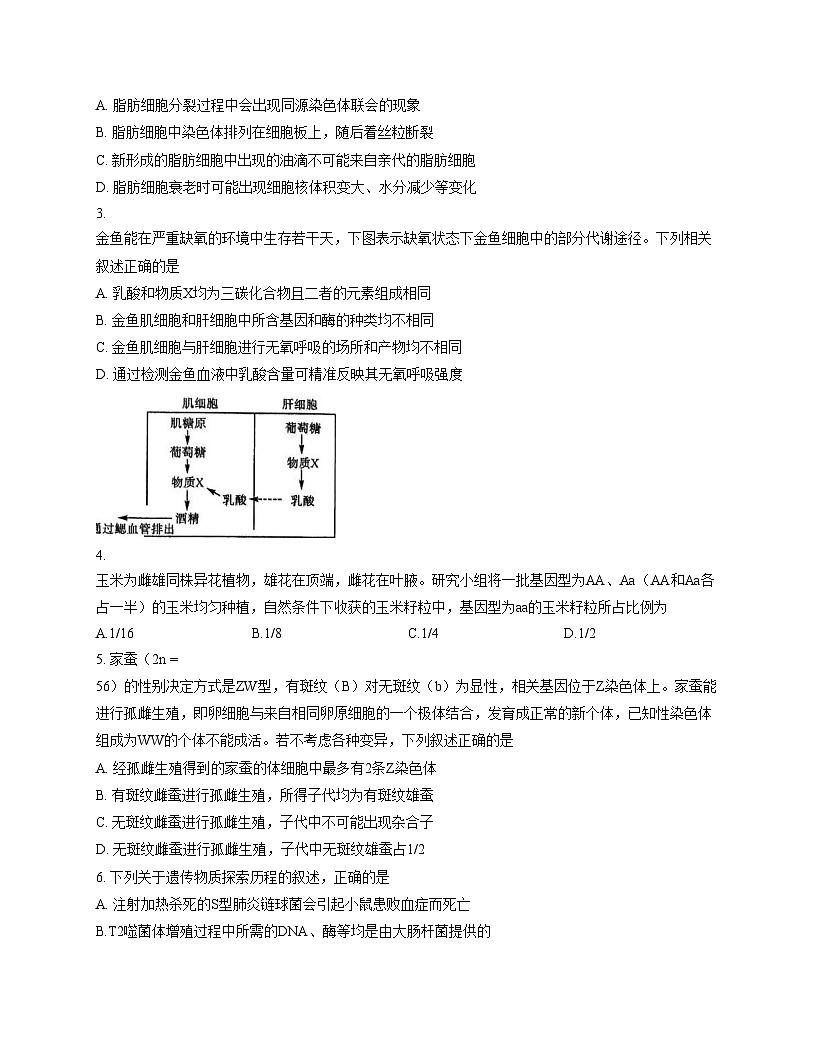 甘肃省张掖市民乐县第一中学2025_2026学年高三上学期第二次诊断考试生物试卷（文字版，含答案）第2页