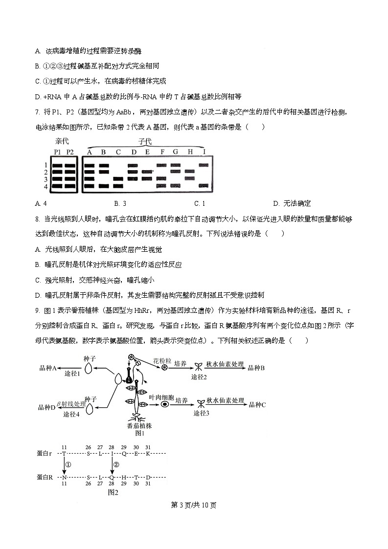 湖北省襄阳市2026届高三一模生物试题（原卷版）第3页
