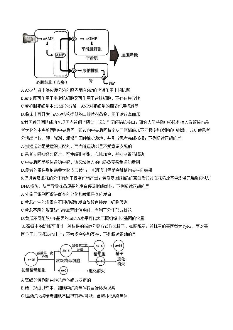 湖北省黄冈市2025—2026学年高三下学期3月考试生物试题（文字版，含答案）第3页