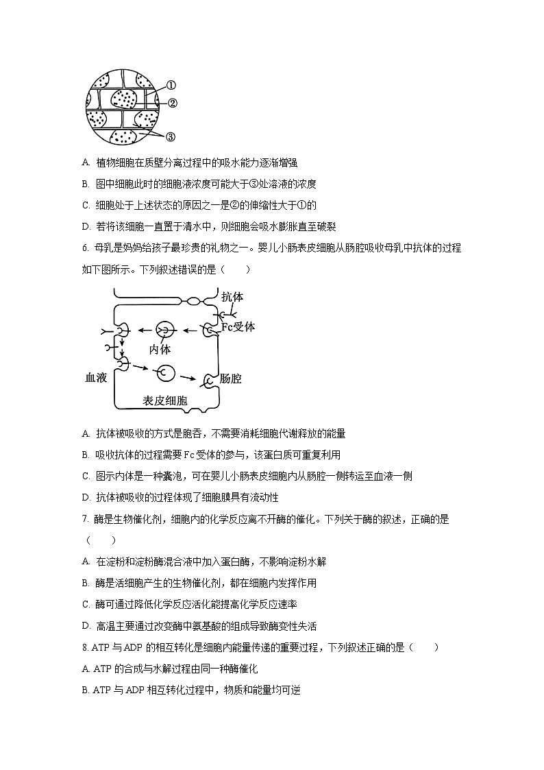【生物】山东省济南市名校联考2025-2026学年高一上学期1月月考试题（学生版）第3页