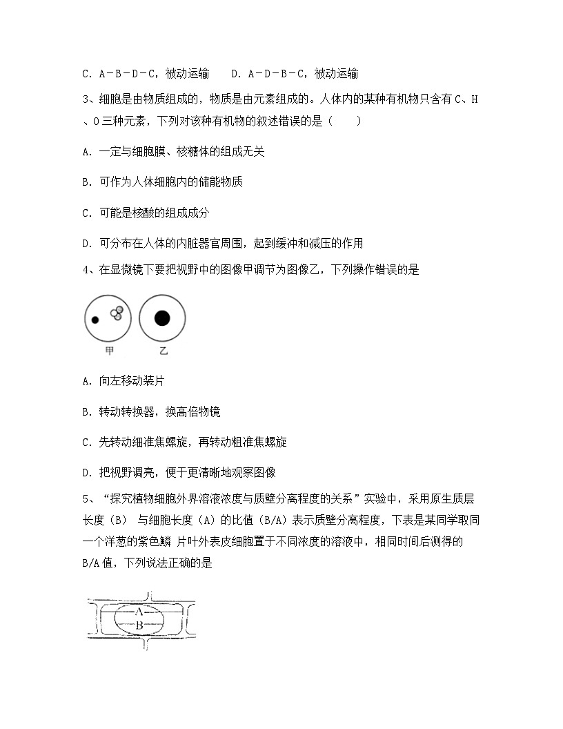云南省丽江县第三中学2024年高一上学期期中生物综合检测试卷（含答案）第2页