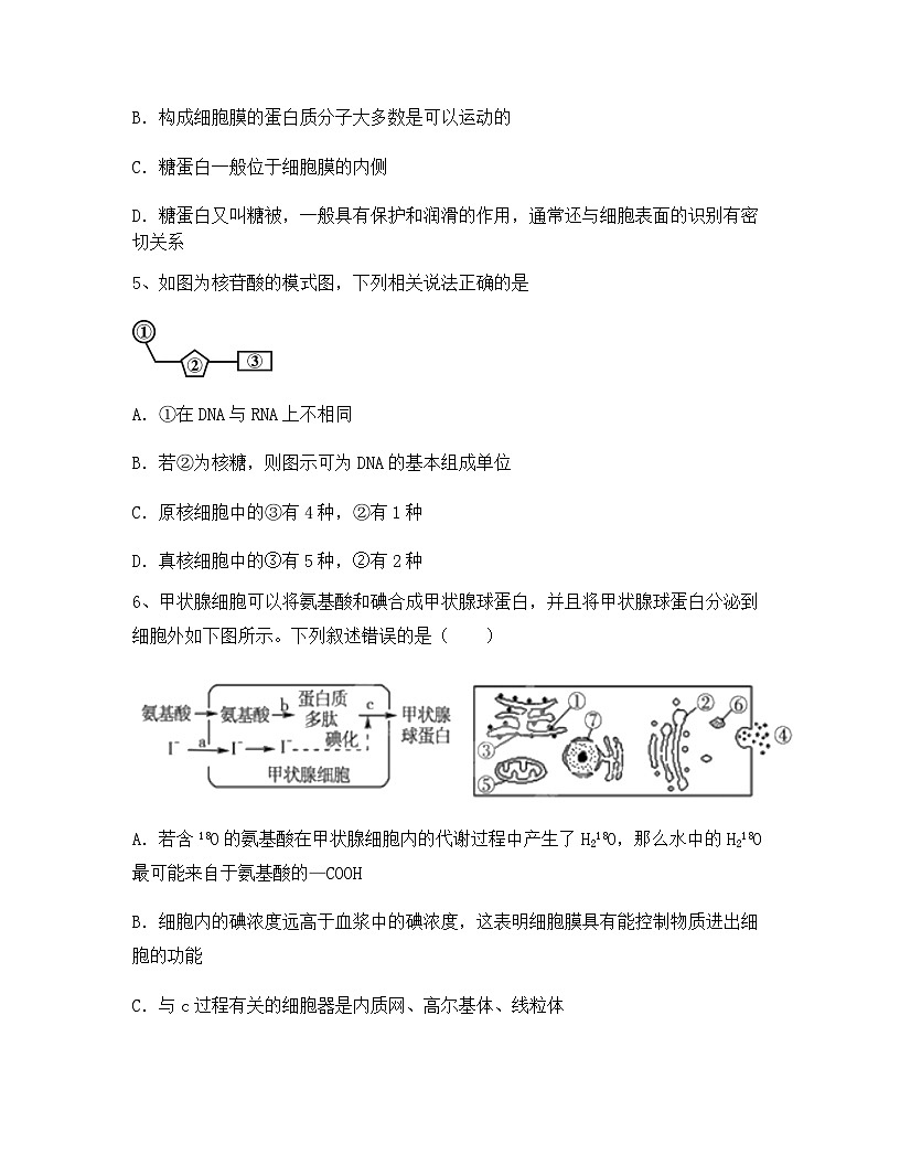 云南省丽江市古城二中2024年高一上学期期中生物综合检测试卷（含答案）第2页