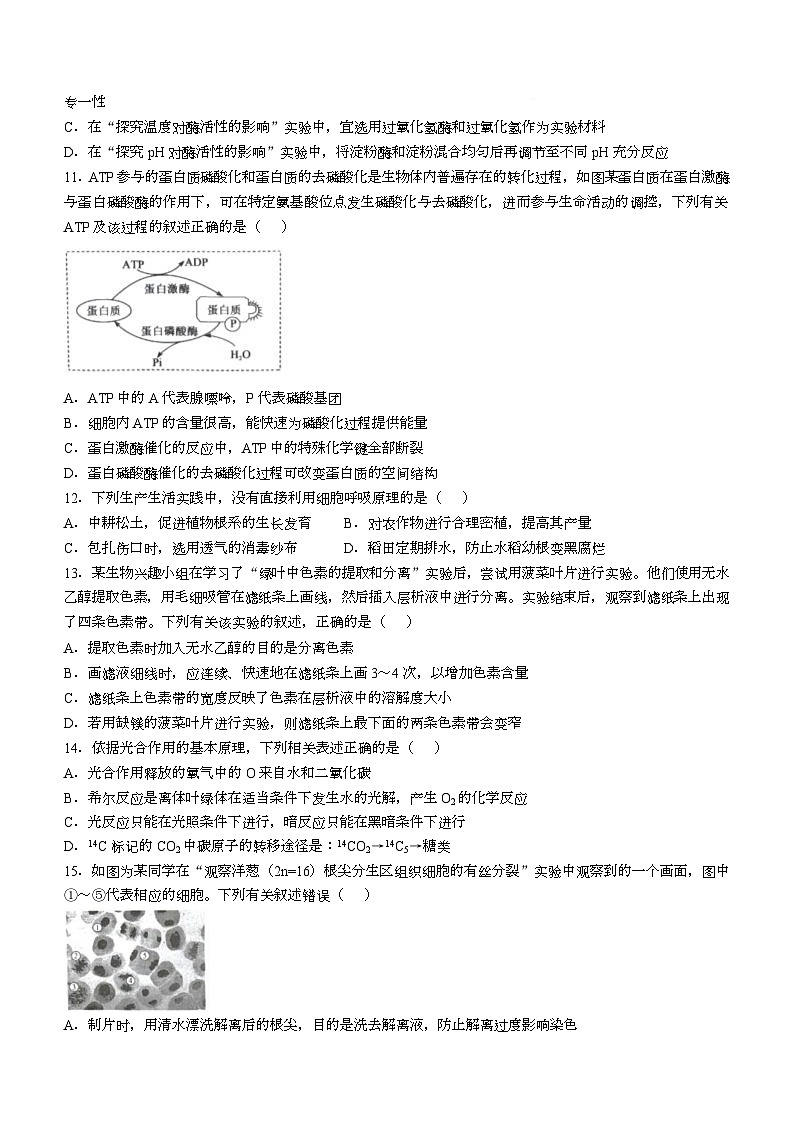湖北省孝感市楚天协作体2025-2026学年高一下学期3月阶段检测生物试卷（Word版附答案）第3页