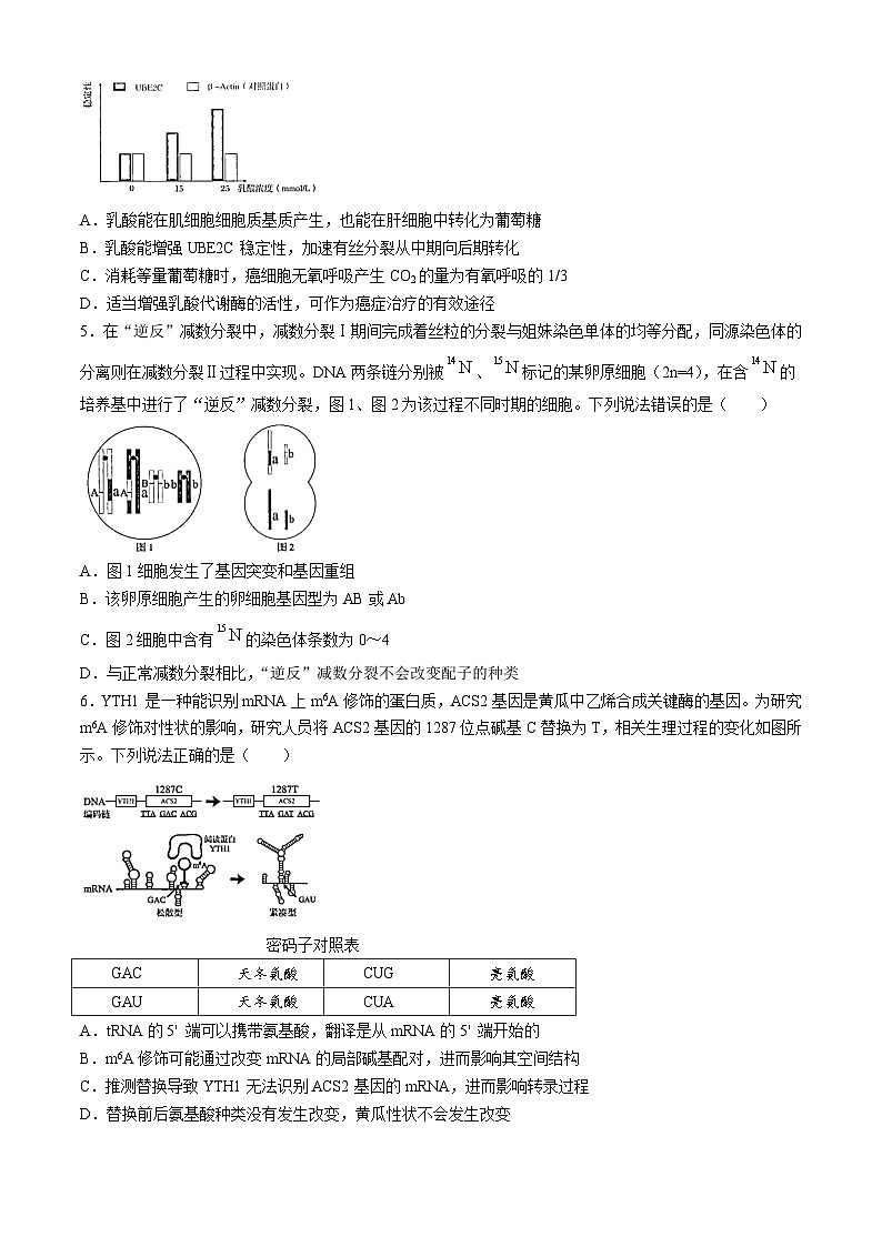 山东省青岛市2026届高三下学期一模生物试卷（Word版附答案）第2页