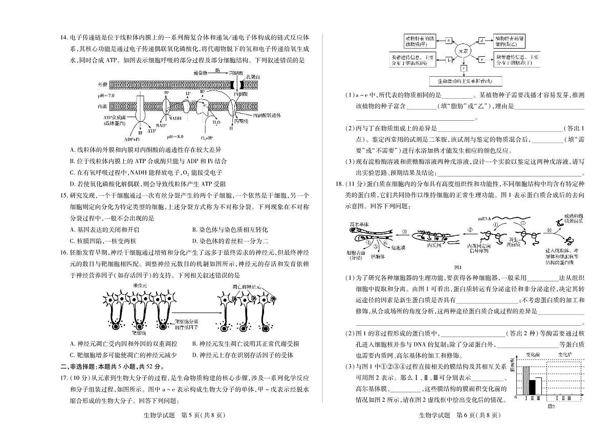 河南省2025—2026学年（上）高三阶段性检测生物试卷（含答案）第3页