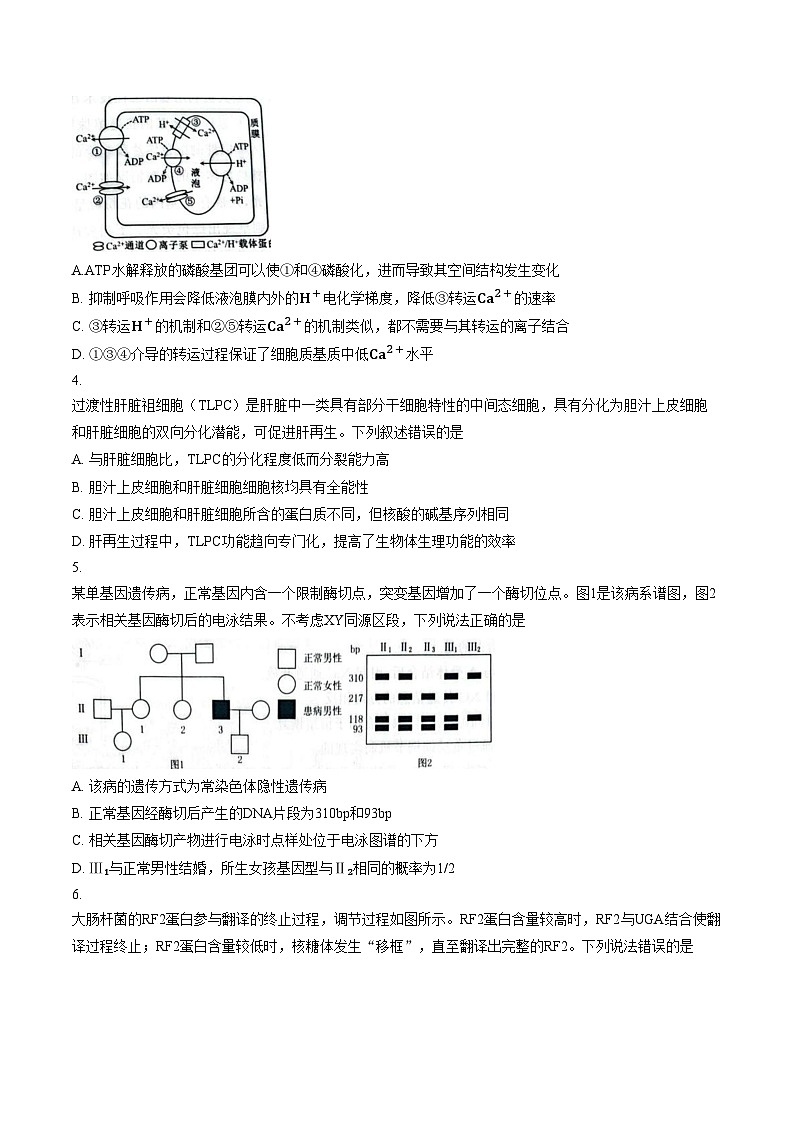 山东省潍坊市2025_2026学年高三年级下学期3月学习质量综合评估生物试题（文字版，含答案）第2页