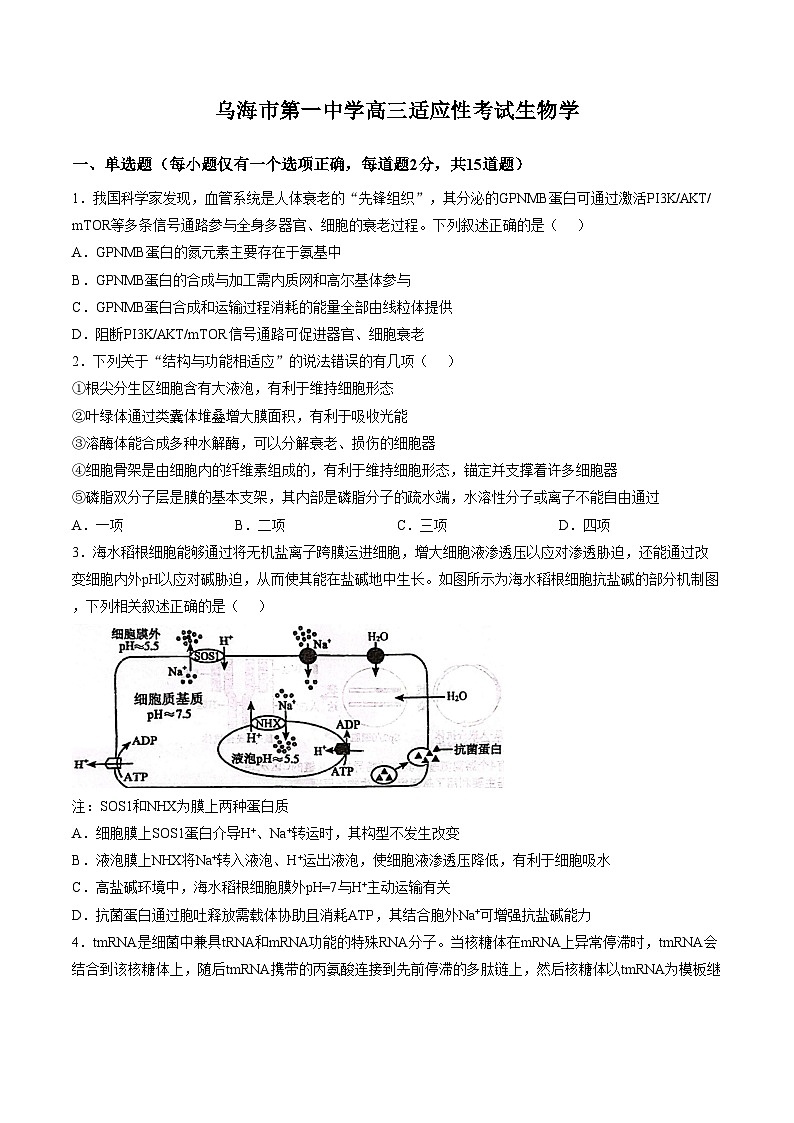2026届内蒙古自治区乌海市海勃湾区乌海市第一中学高三下学期适应性考试生物试题（文字版，含答案）第1页