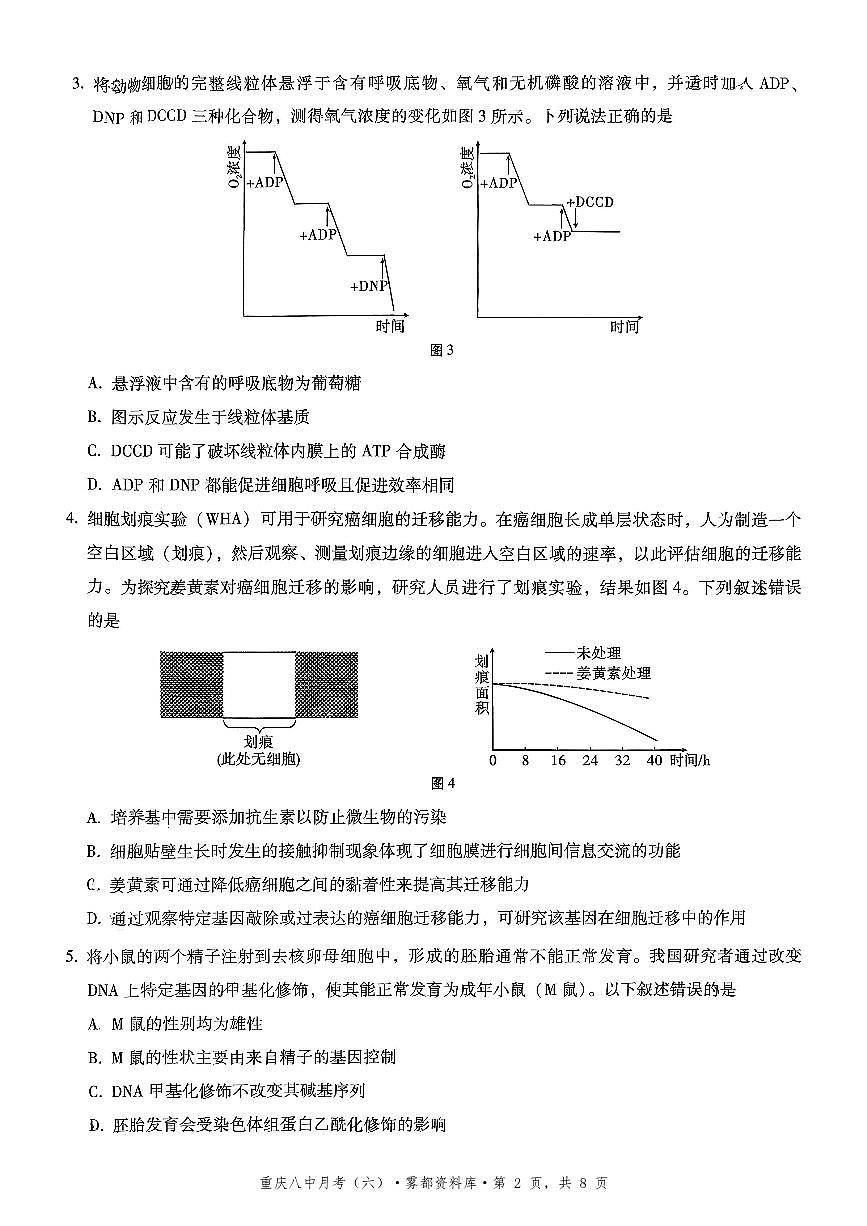 2025-2026学年下学期重庆八中高三月考六生物学试卷含答案第2页