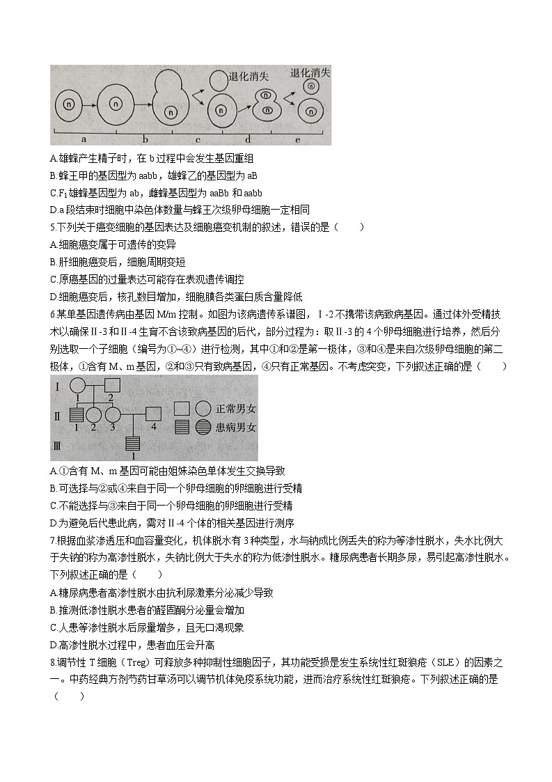 山东省济宁市2026届高三下学期3月第一次模拟考试 生物试卷（含解析）第2页
