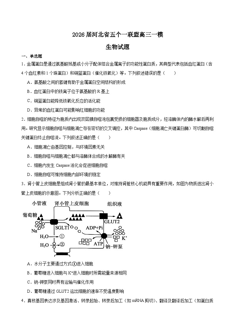 2026河北省五个一联盟高三上学期1月模拟考试生物含答案第1页