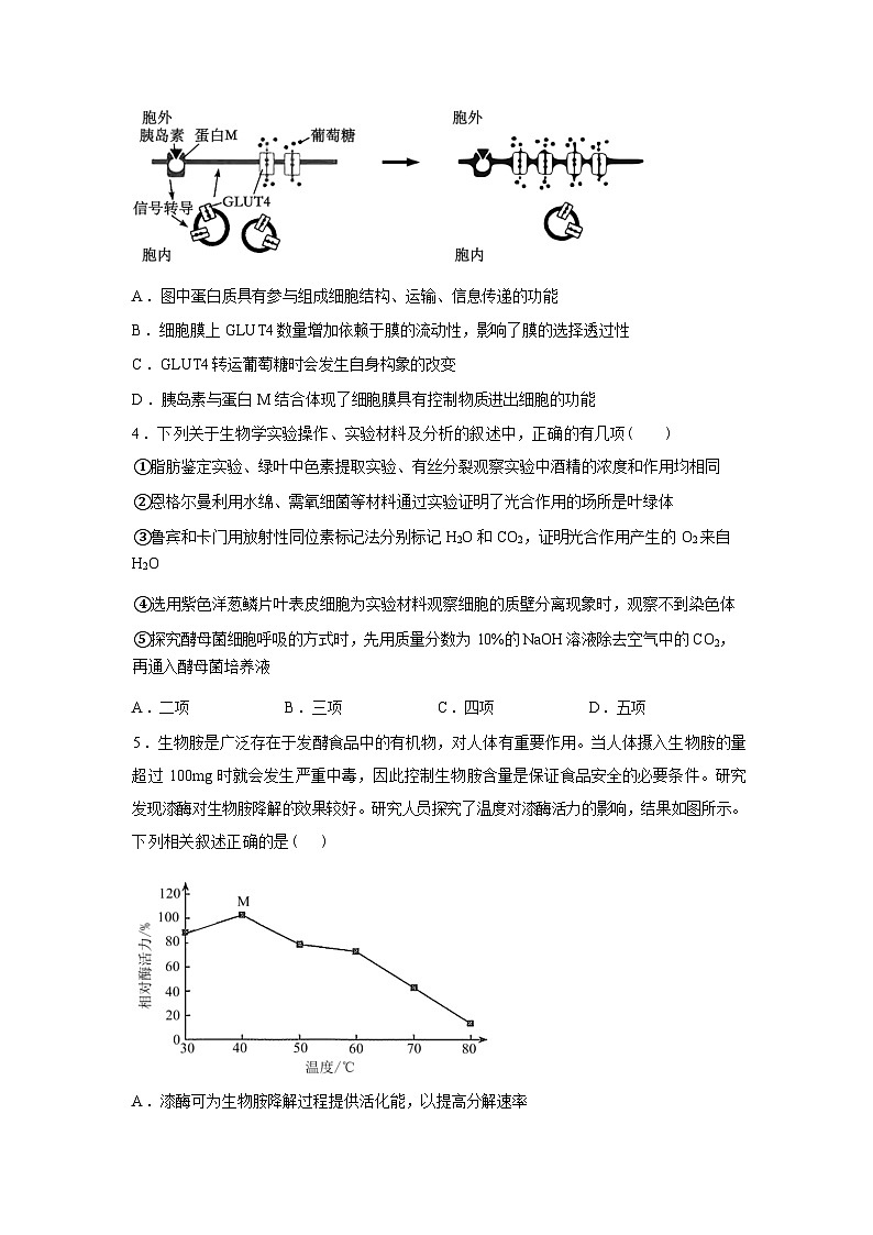 安徽省桐城中学2025-2026学年高一下学期开学考试生物试题含答案第2页