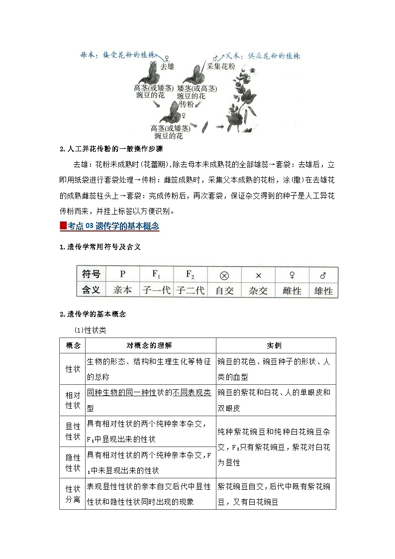 第一章第一节孟德尔的豌豆杂交实验(一)2025-2026学年高中生物必修二同步复习讲义（原卷版）第2页
