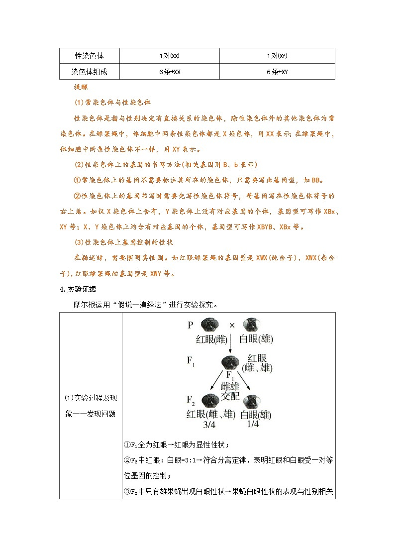 第二章第二节 基因在染色体上2025-2026学年高中生物必修二同步复习讲义（原卷版）第3页