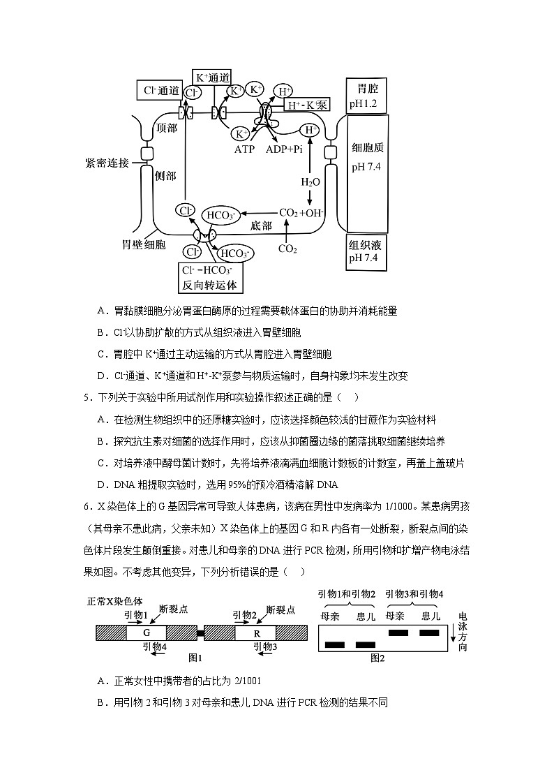 2026年湖南邵阳市高三下学期第二次联考生物试题（无答案）第2页