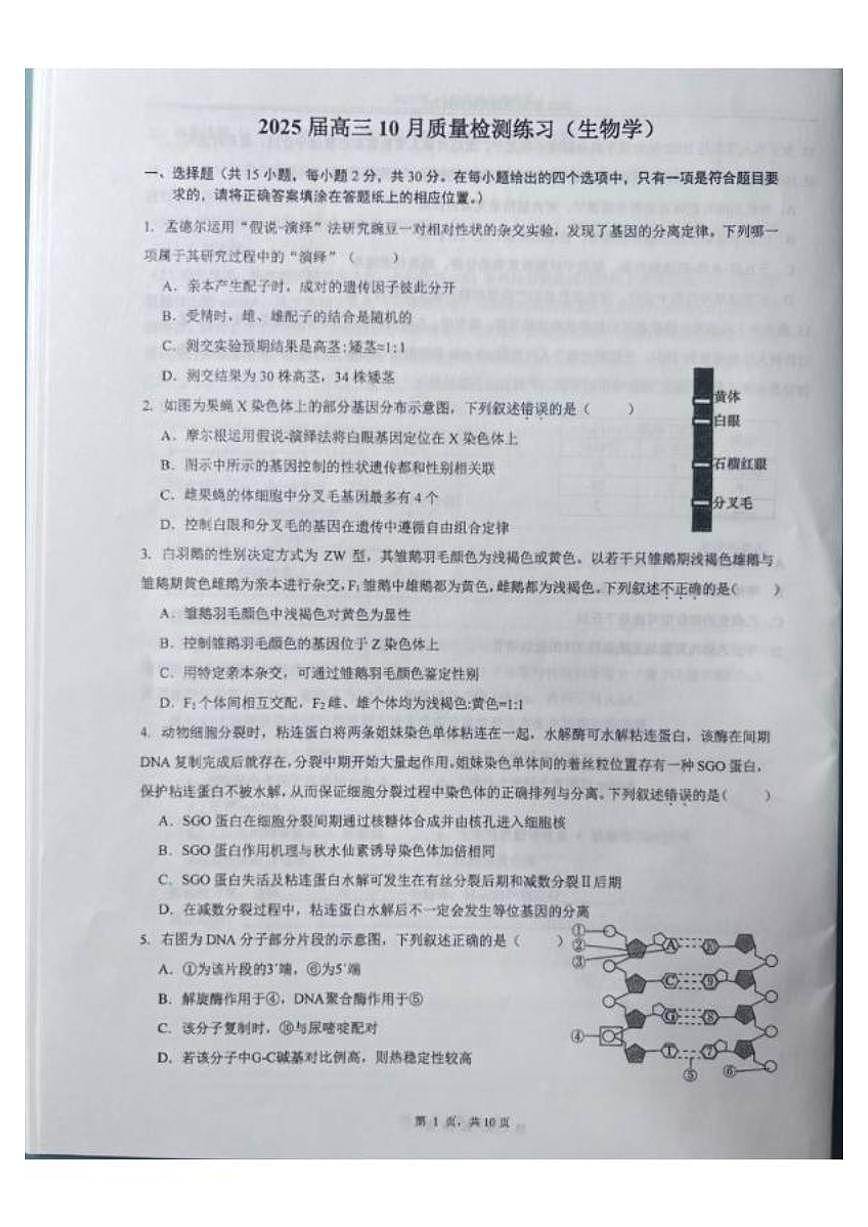 北京市中国人民大学附属中学2025届高三上学期10月月考生物试题（有解析）第1页