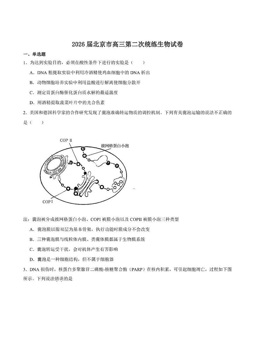 北京市2026届高三上学期第二次统练生物试卷（含答案）第1页
