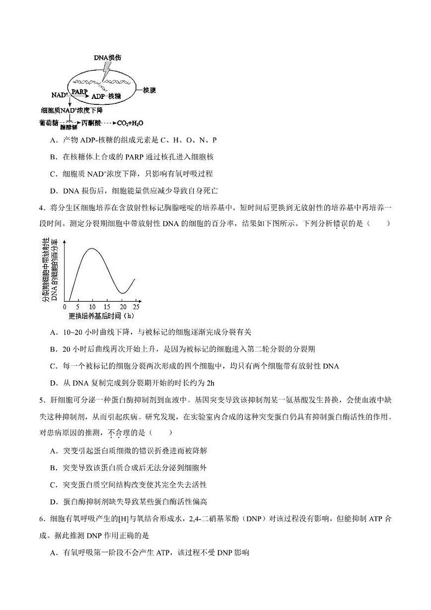 北京市2026届高三上学期第二次统练生物试卷（含答案）第2页