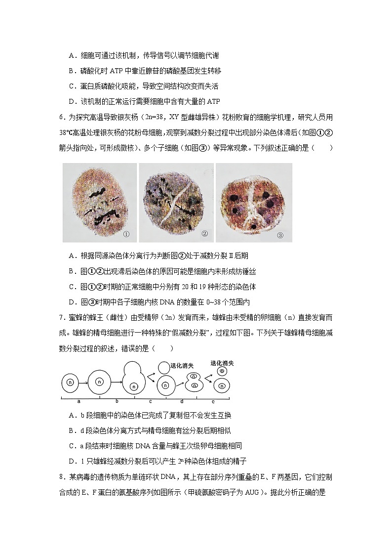 2026年安徽省“新高考”联盟校高三下第一次检测生物试卷（附答案解析）第3页