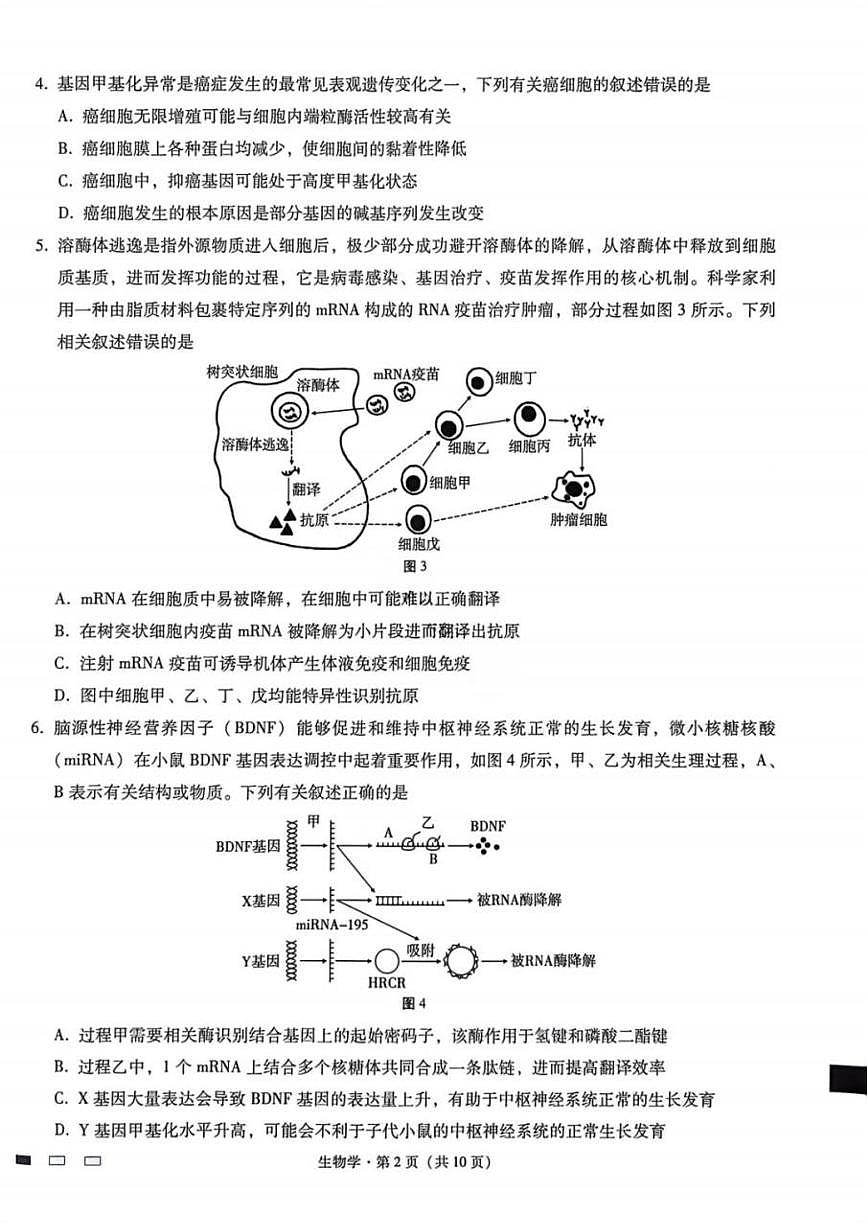 生物-重庆市巴蜀中学2026届高三下学期3月高考适应性月考（七）试卷及答案第2页