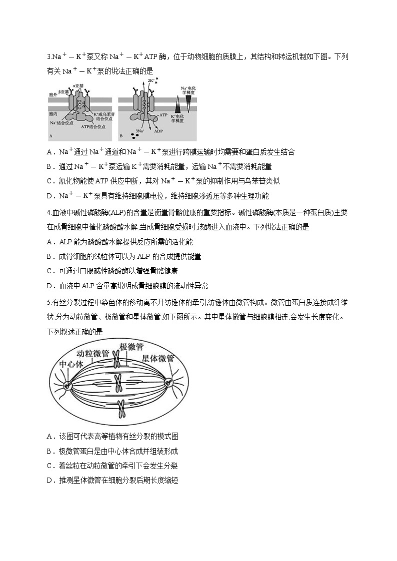 湖北省黄冈中学2025—2026学年高三上学期阶段测试生物试题（含答案解析）第2页