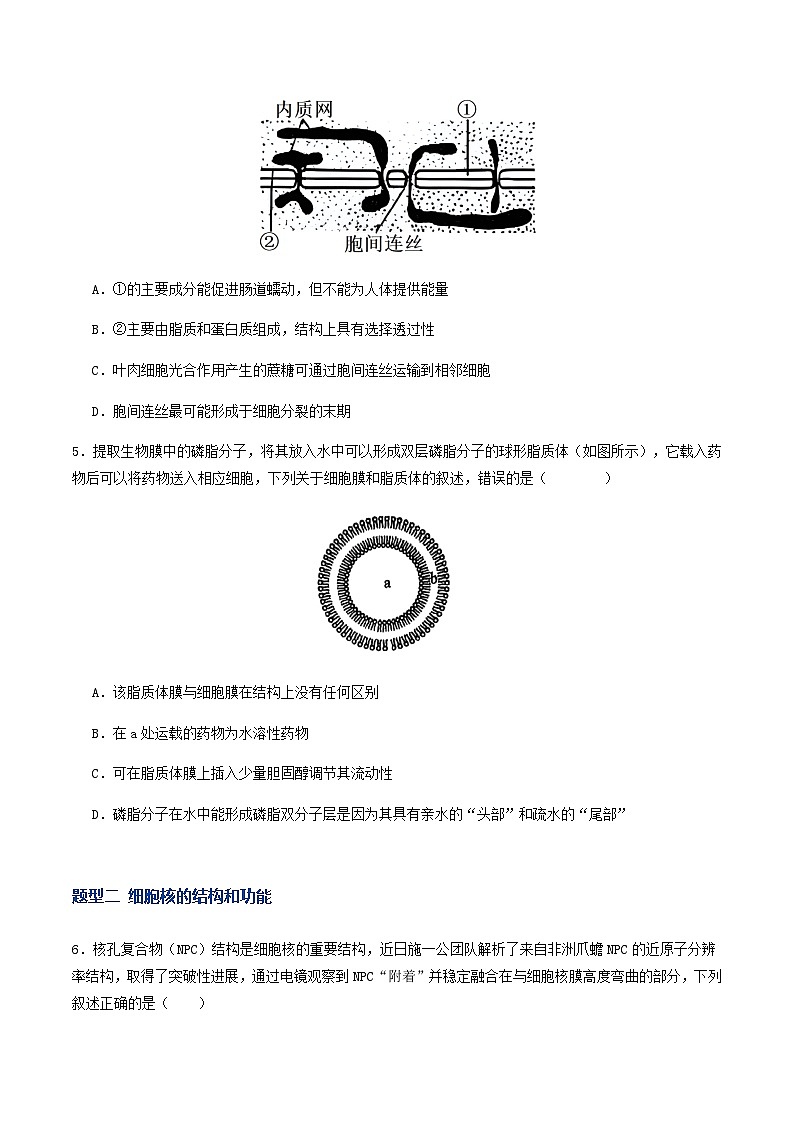 高考生物二轮-细胞膜和细胞核（专项训练）（原卷版）第3页