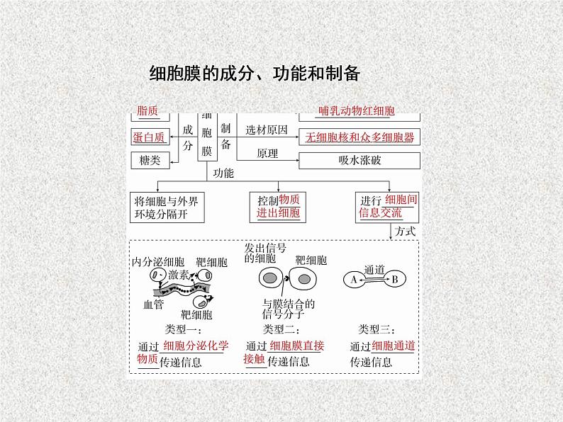 2020年人教版生物高考复习课件：第二单元 第1讲 细胞膜与细胞核04