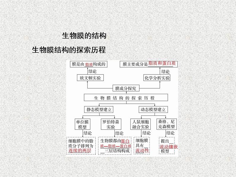 2020年人教版生物高考复习课件：第二单元 第1讲 细胞膜与细胞核05