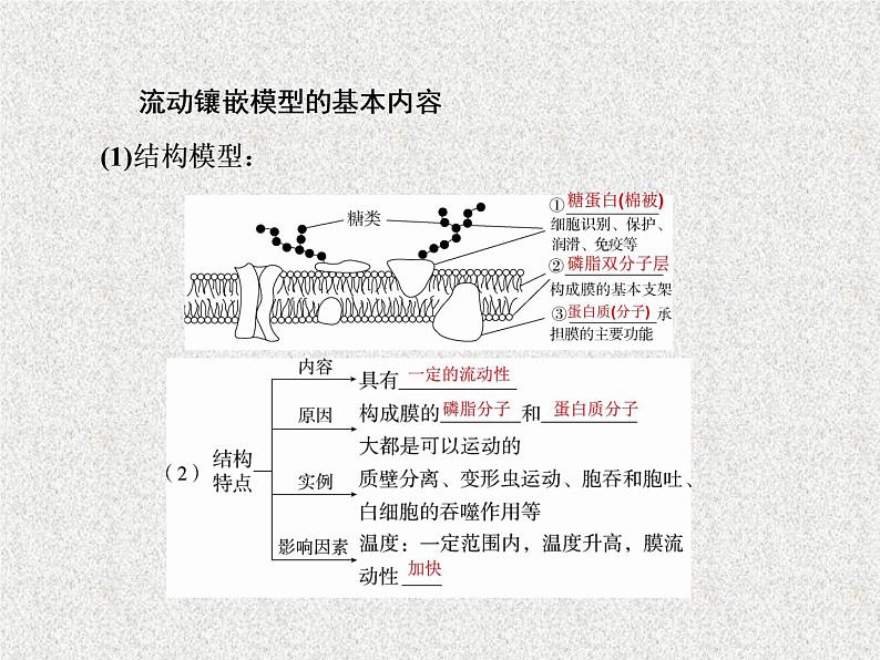 2020年人教版生物高考复习课件：第二单元 第1讲 细胞膜与细胞核06