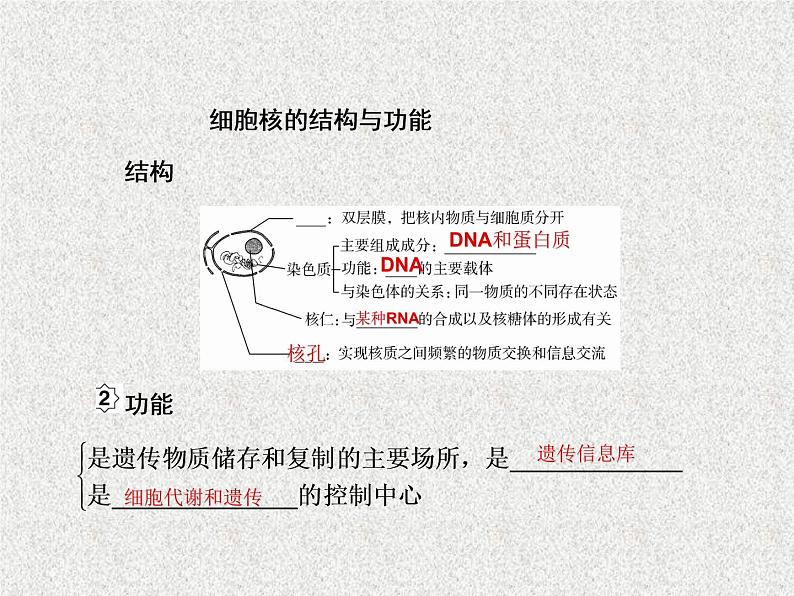 2020年人教版生物高考复习课件：第二单元 第1讲 细胞膜与细胞核08