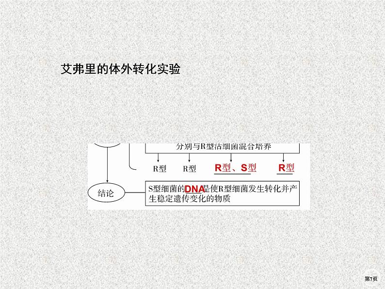 2020年人教版生物高考复习课件：第六单元 第1讲 DNA是主要的遗传物质07