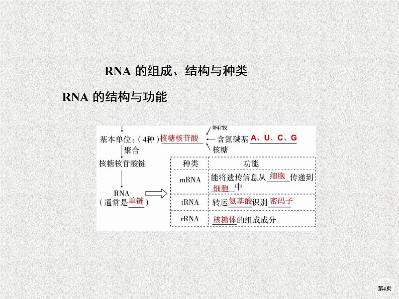 2020年人教版生物高考复习课件：第六单元 第3讲 基因的表达04