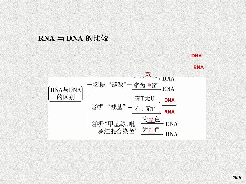 2020年人教版生物高考复习课件：第六单元 第3讲 基因的表达05