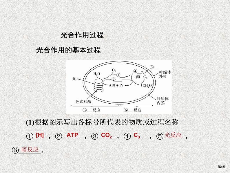 2020年人教版生物高考复习课件：第三单元 第3讲 第1课时 光合作用的探究历程与基本过程08