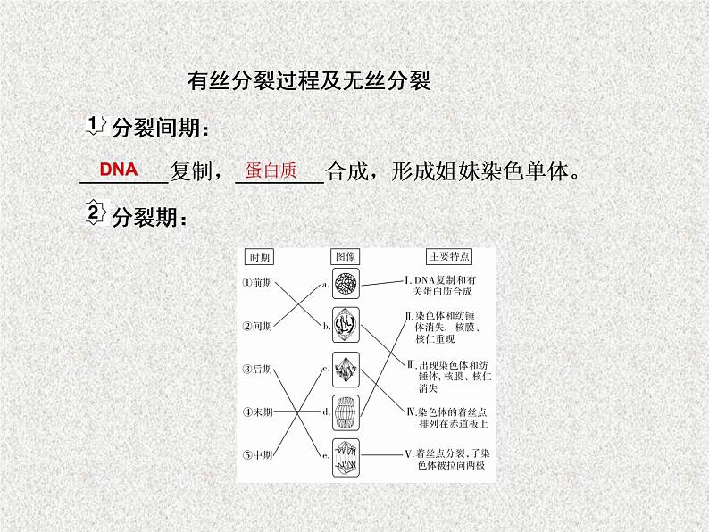 2020年人教版生物高考复习课件：第四单元 第1讲 细胞的增殖07