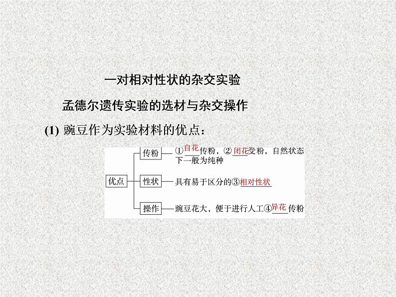 2020年人教版生物高考复习课件：第五单元 第1讲 孟德尔的豌豆杂交实验（一）第4页