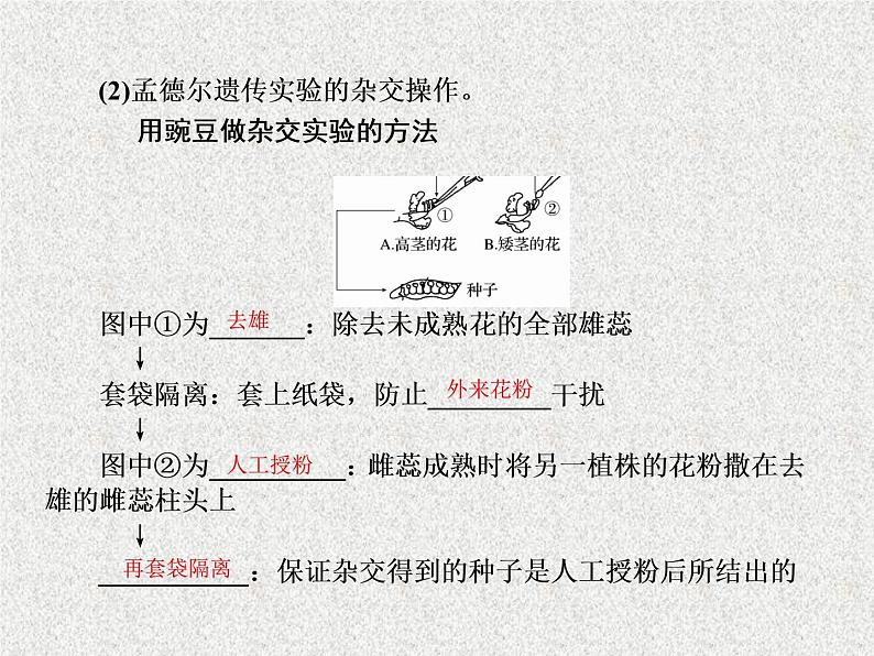 2020年人教版生物高考复习课件：第五单元 第1讲 孟德尔的豌豆杂交实验（一）第5页