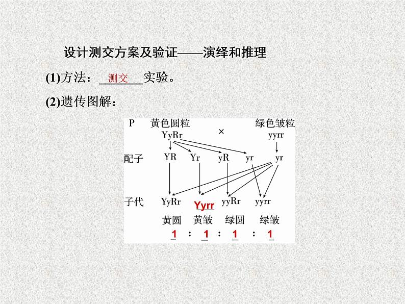 2020年人教版生物高考复习课件：第五单元 第2讲 孟德尔的豌豆杂交实验（二）第7页