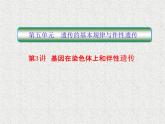 2020年人教版生物高考复习课件：第五单元 第3讲 基因在染色体上和伴性遗传