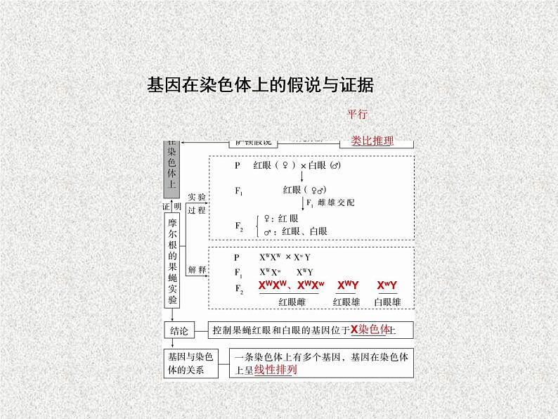 2020年人教版生物高考复习课件：第五单元 第3讲 基因在染色体上和伴性遗传第4页