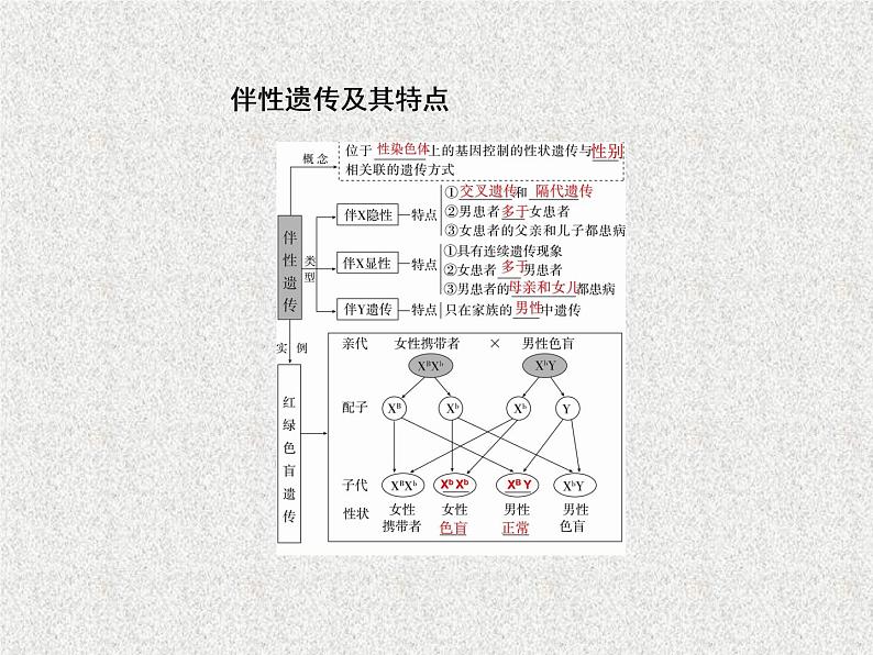 2020年人教版生物高考复习课件：第五单元 第3讲 基因在染色体上和伴性遗传第5页