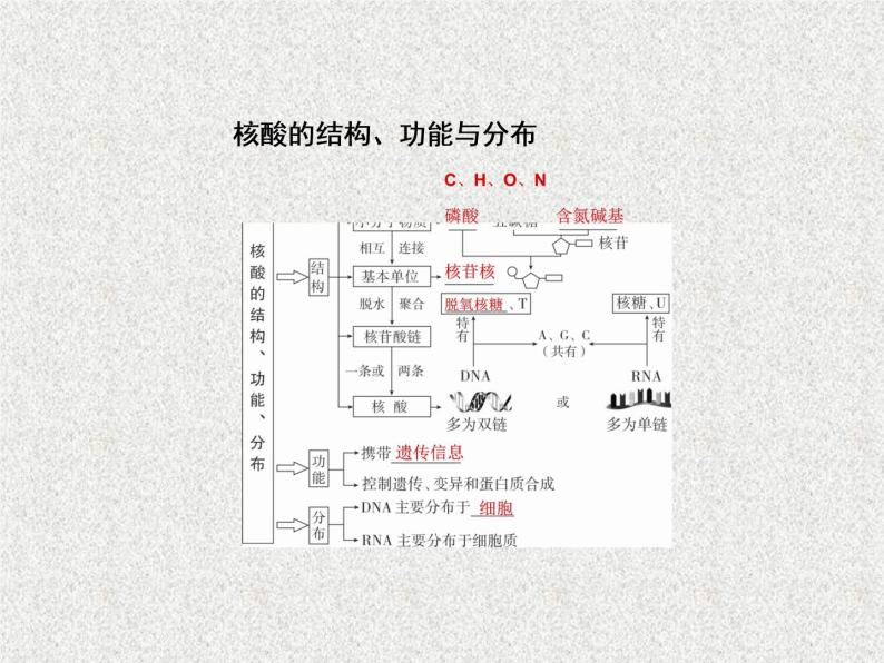 2020年人教版生物高考复习课件：第一单元 第4讲 细胞中的核酸、糖类和脂质04