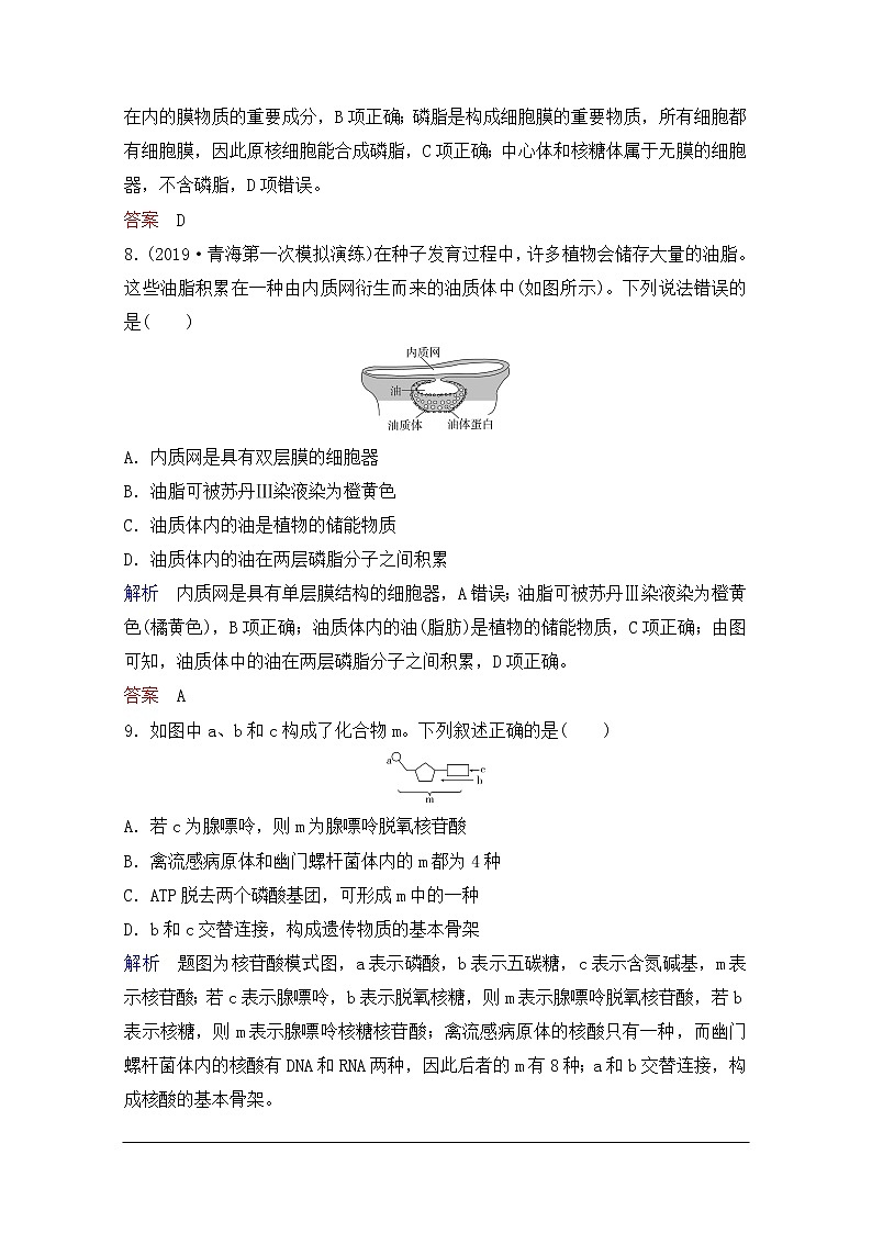 2020年人教版生物高考总复习练习：第一单元 第4讲 细胞中的核酸、糖类和脂质第3页