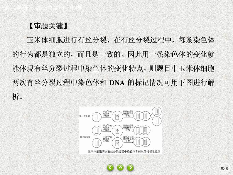 2020年人教版生物高考总复习课件：第六单元 热点题型九 DNA复制与细胞分裂综合03