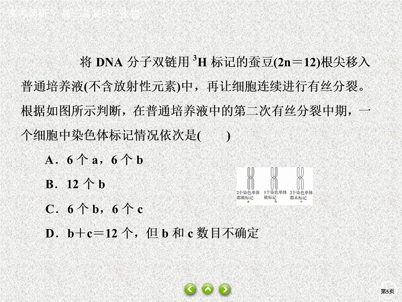 2020年人教版生物高考总复习课件：第六单元 热点题型九 DNA复制与细胞分裂综合05