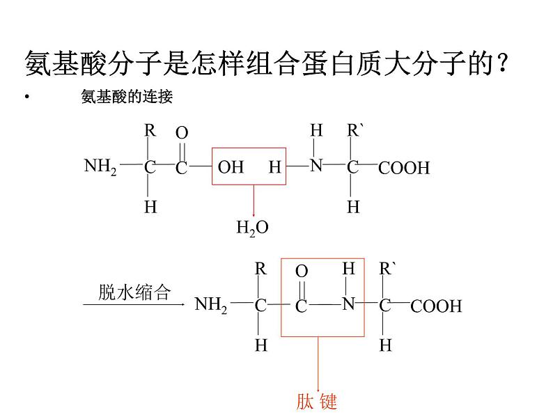 2.2生命活动的承担者—蛋白质2 课件02