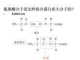 2.2生命活动的承担者—蛋白质2 课件